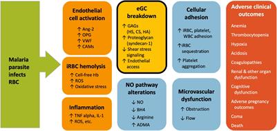 Vascular Dysfunction in Malaria: Understanding the Role of the Endothelial Glycocalyx